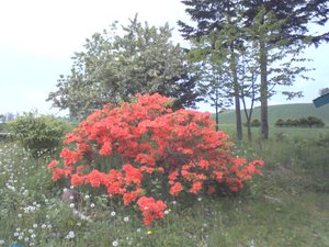 20090606-01.JPG