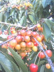 20090702-01.JPG