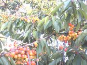 20090702-02.JPG