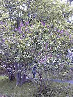 20090523-01.jpg