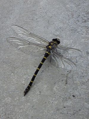 20090706-10.jpg