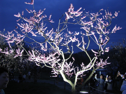 20090510-00.JPG