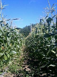 20070823-01.jpg