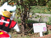 こんなところにもコンサ