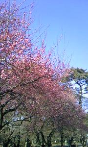 梅の花