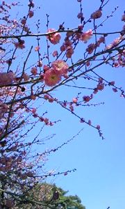 接近してみた