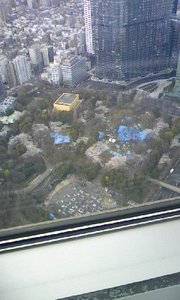 お花見ですね