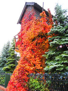 1636074325-IMG_0668.JPG