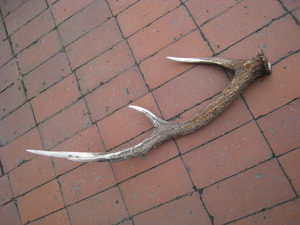 1522971379-IMG_4910.JPG