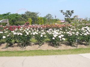 20070528-06.JPG