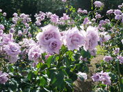 20070528-07.JPG