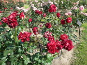20070528-08.JPG