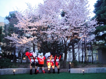 桜　満開　！！