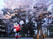 ドーレくんと桜