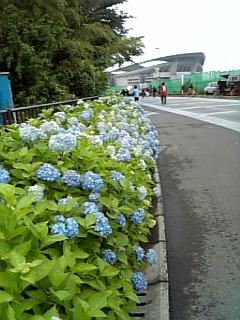 紫陽花