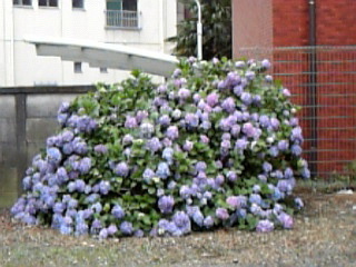 紫陽花