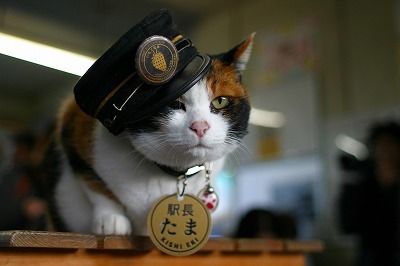 たま駅長お座り