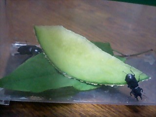 クワガタ君