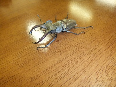 クワガタ。