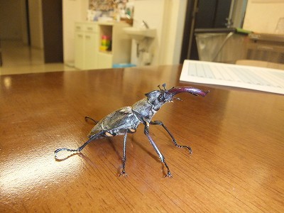 クワガタ。