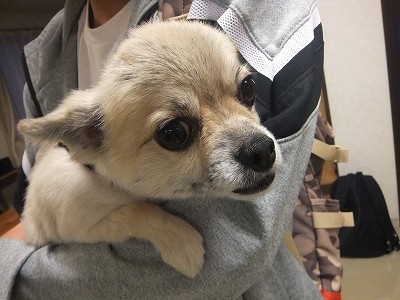 ぺーちゃん。