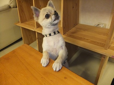 ぺーちゃん。