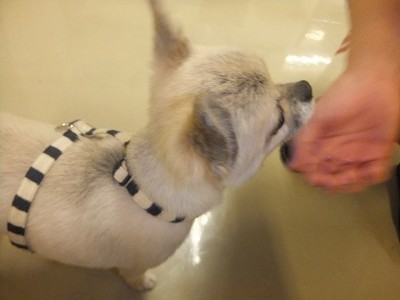 ぺーちゃん。