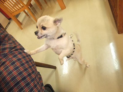 ぺーちゃん。