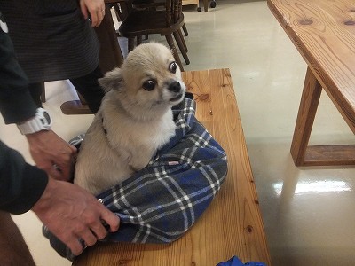 ぺーちゃん。