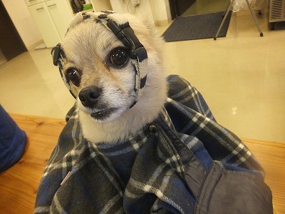 ぺーちゃん。