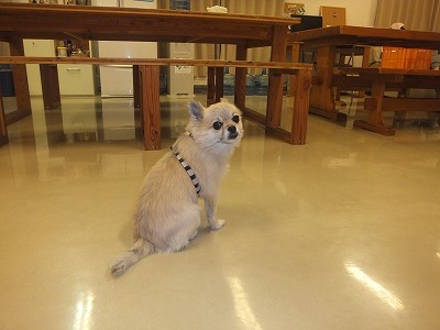 ぺーちゃん。