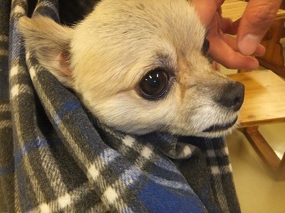 ぺーちゃん。