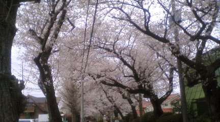 20080419-01.jpg