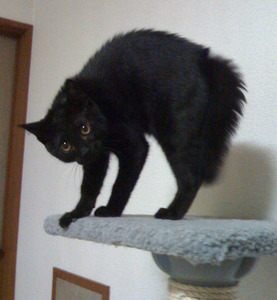 1370906925-cat.JPG