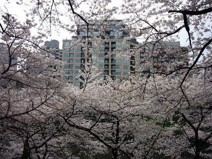 花見