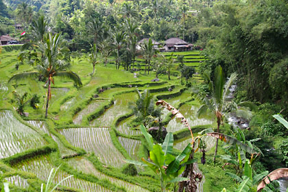 1482238968-201308indonesia01.jpg