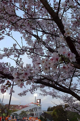 1492944985-201704nihondaira-sakura01.jpg