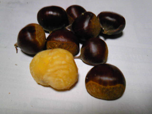 SBSH0659.JPG