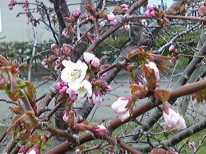 SBSH0785.JPG