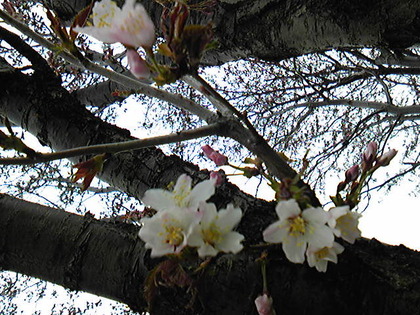 SBSH0786.JPG