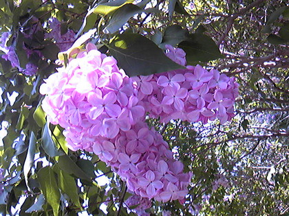 SBSH0812.JPG