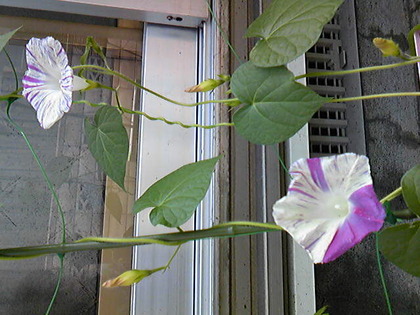 SBSH0849.JPG
