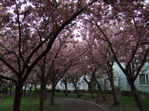 桜並木