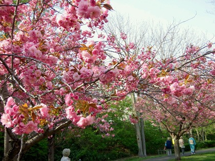 sakura4