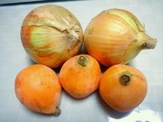 tamanegi