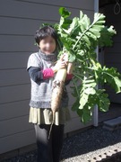 daikon