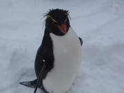 飛び切り可愛かったヤスペンギン