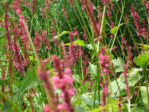 自然の花々は…癒されますね～