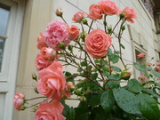 1373465070-P1060109.JPG