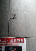 1409041401-20140825_172126-1.jpg